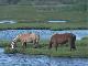 Assateague Island National Seashore